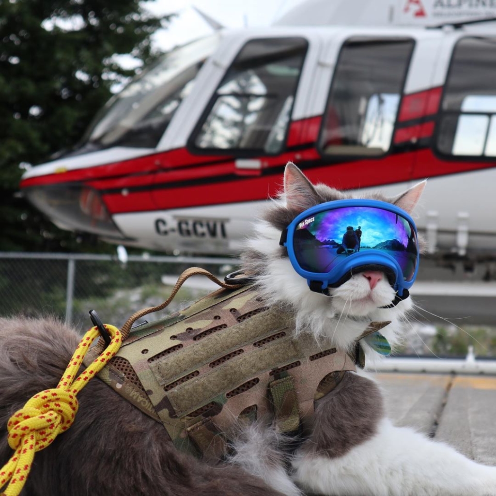 A cat wearing ski goggles in front of a helicopter